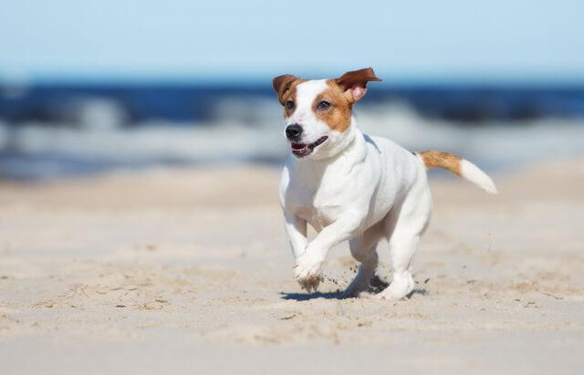 Scripps Ranch Veterinary Hospital