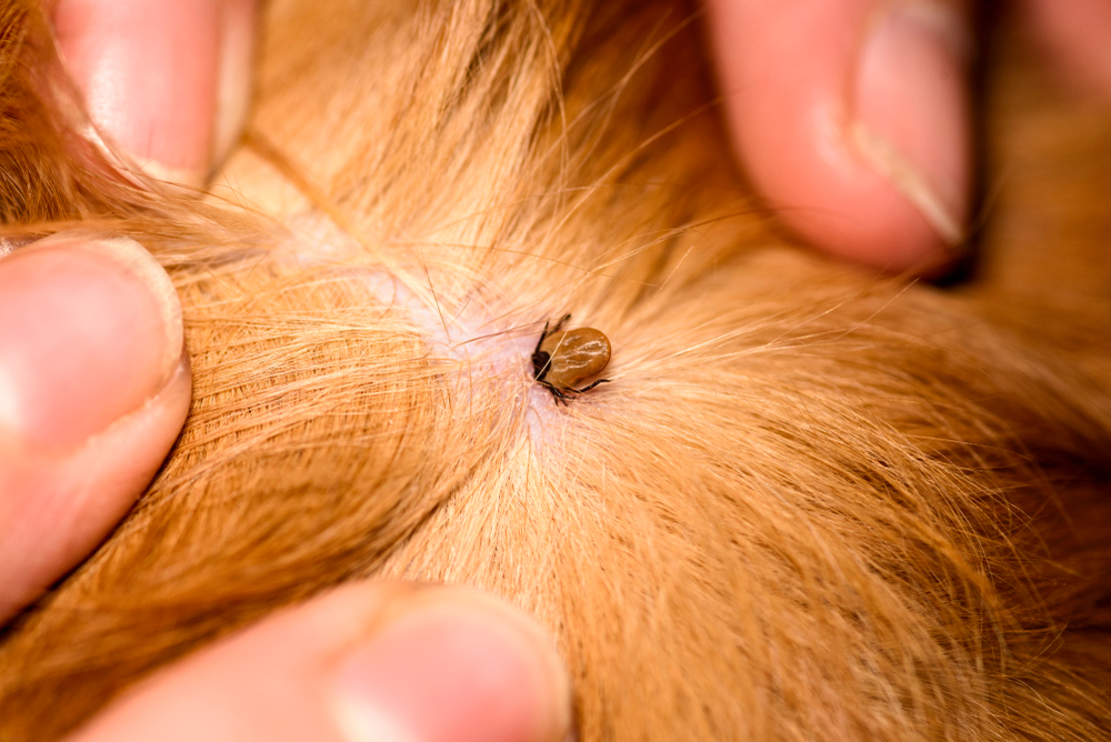 bombilla modelo Mecánico The Importance of Flea and Tick Prevention for Your Pet - Scripps Ranch  Veterinary Hospital