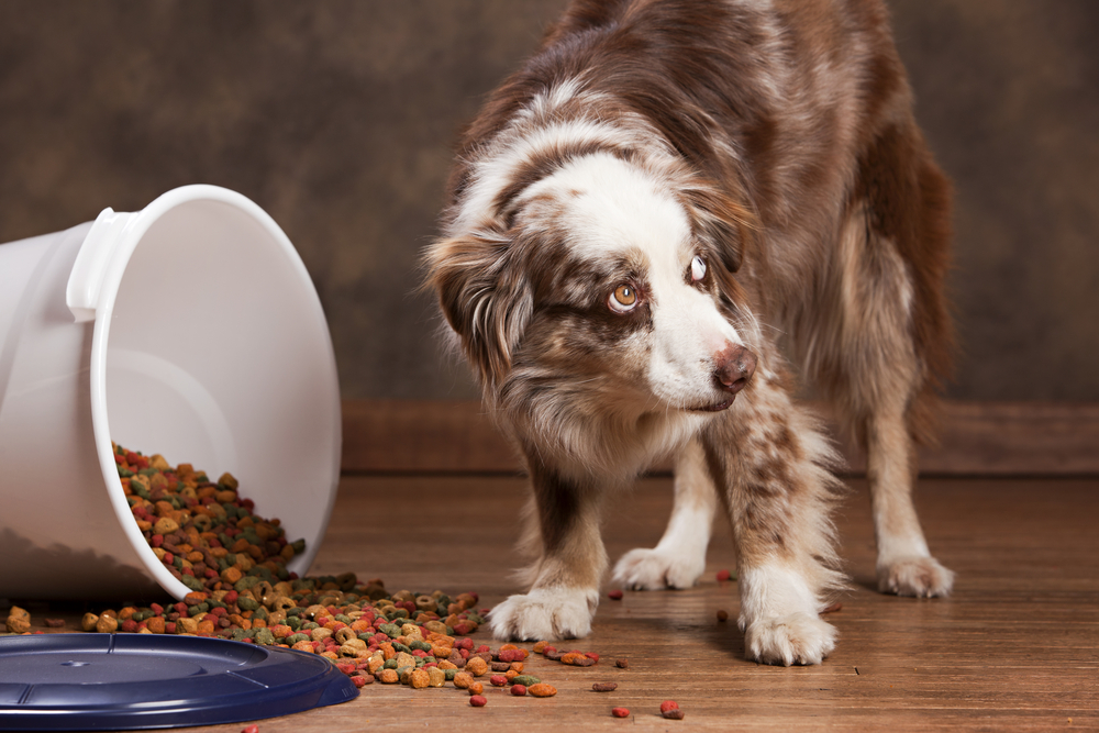 can dogs die from pancreatitis