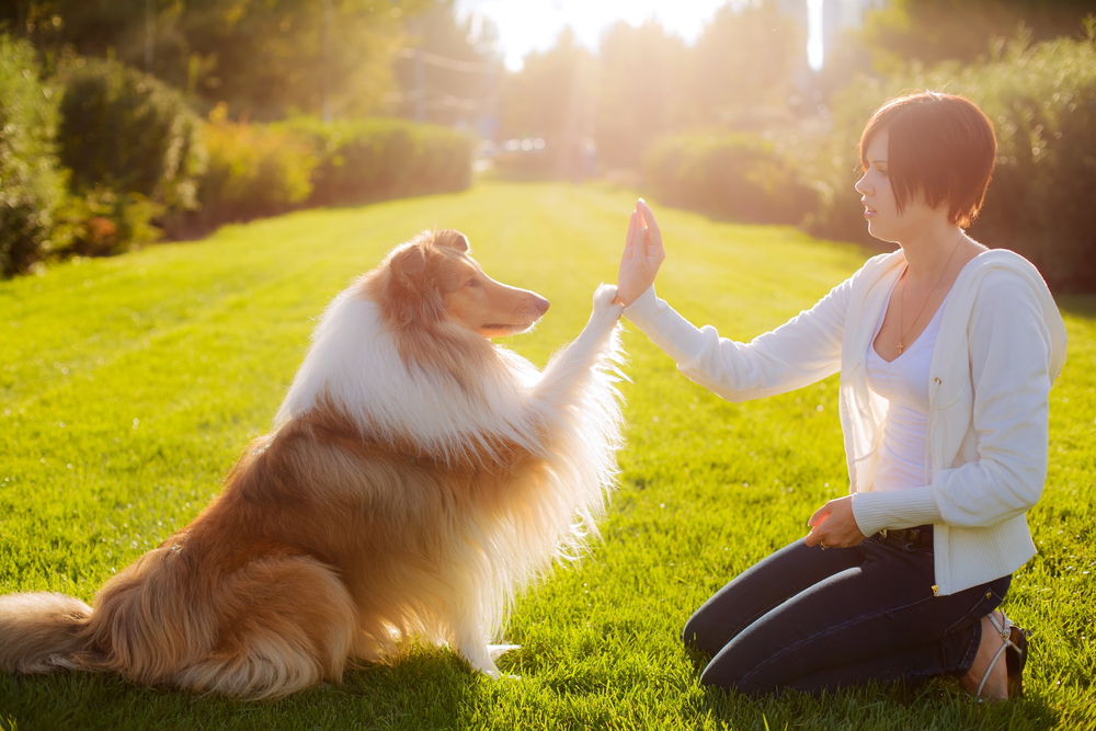 Rough Collie Training