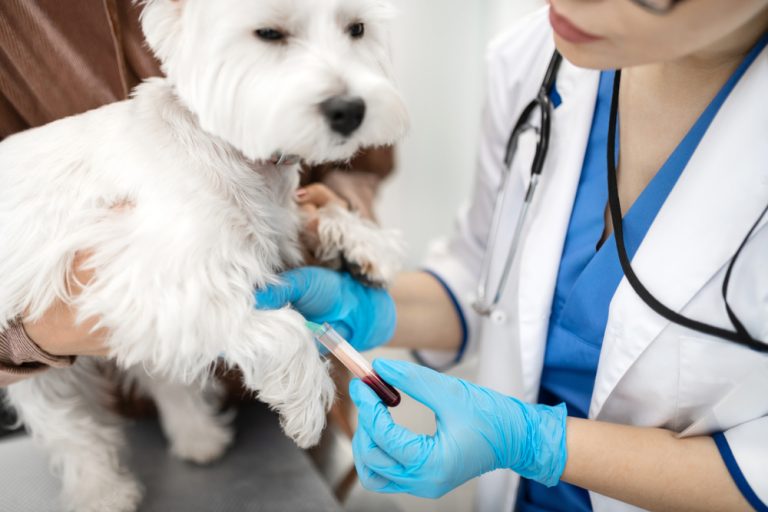 Decoding Your Pet’s Blood Work - Scripps Ranch Veterinary Hospital