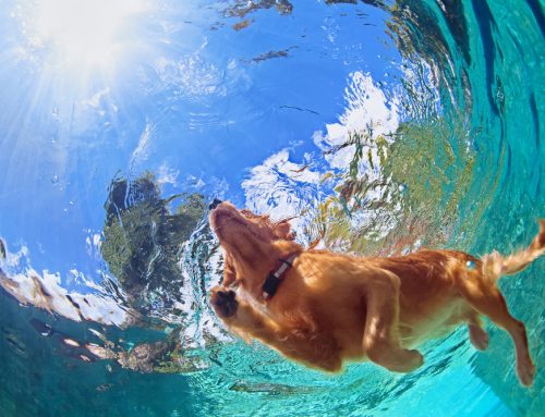 4 Ways to Safely Include Your Pet in Summer Activities