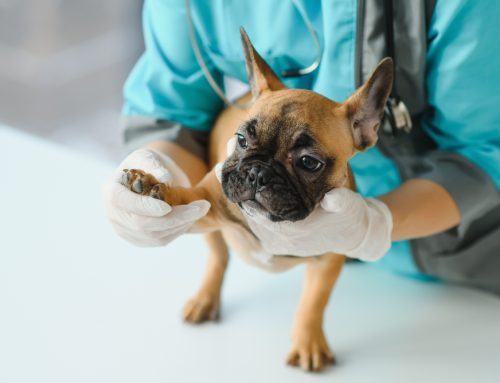5 Myths About Arthritis in Pets