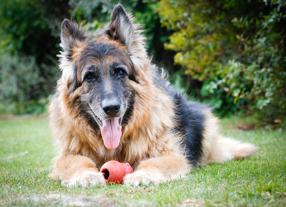 how-to-assess-your-senior-pet-s-quality-of-life-scripps-ranch