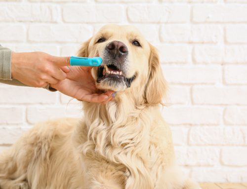 A Two-Pronged Approach To Pet Dental Care