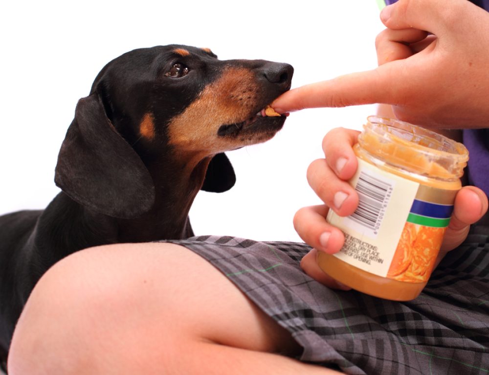 Accept No Substitutes-Xylitol Toxicosis in Dogs