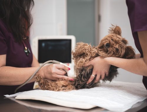 How In-House Diagnostics Benefit Your Pet